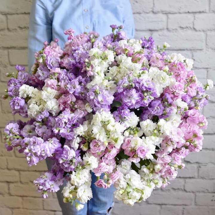 Облако маттиол в Уфе