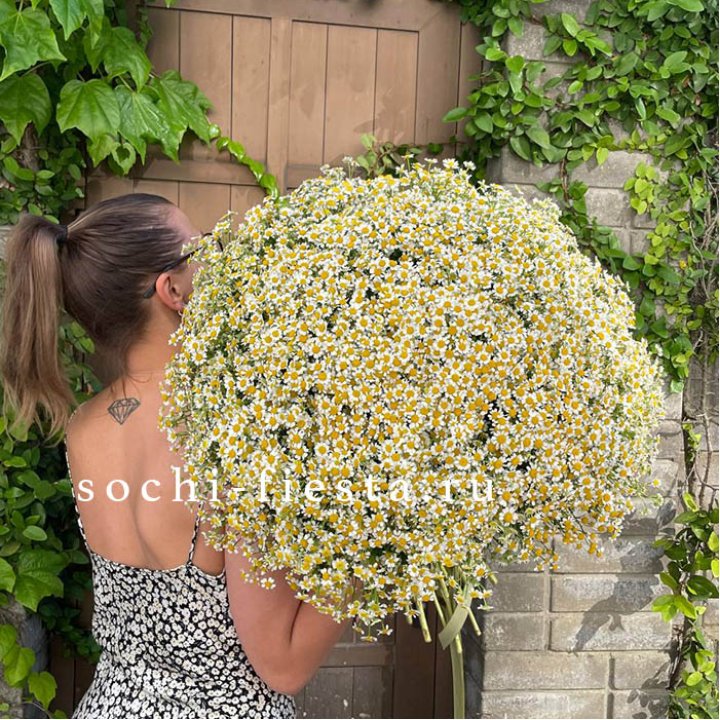 101 ромашка в Уфе