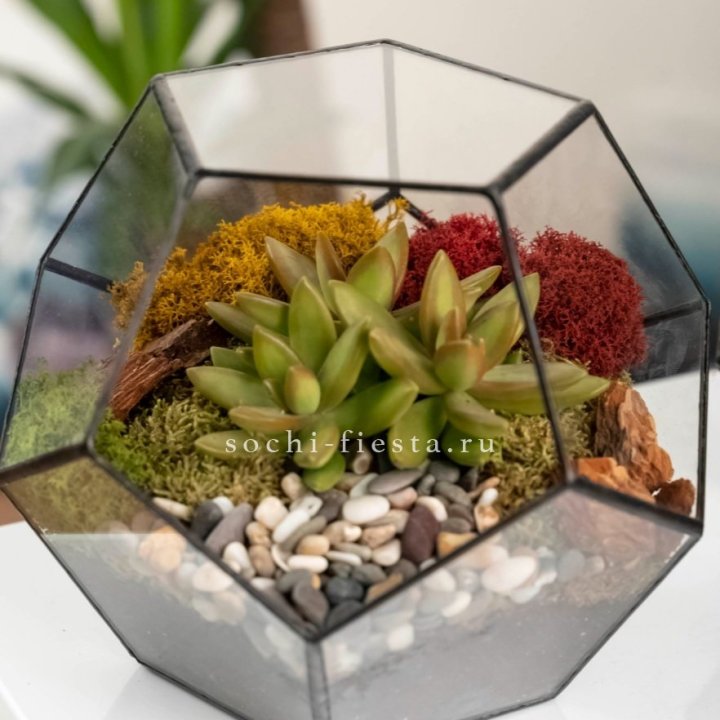 Флорариум “Додекаэдр” с суккулентом Седум в Уфе
