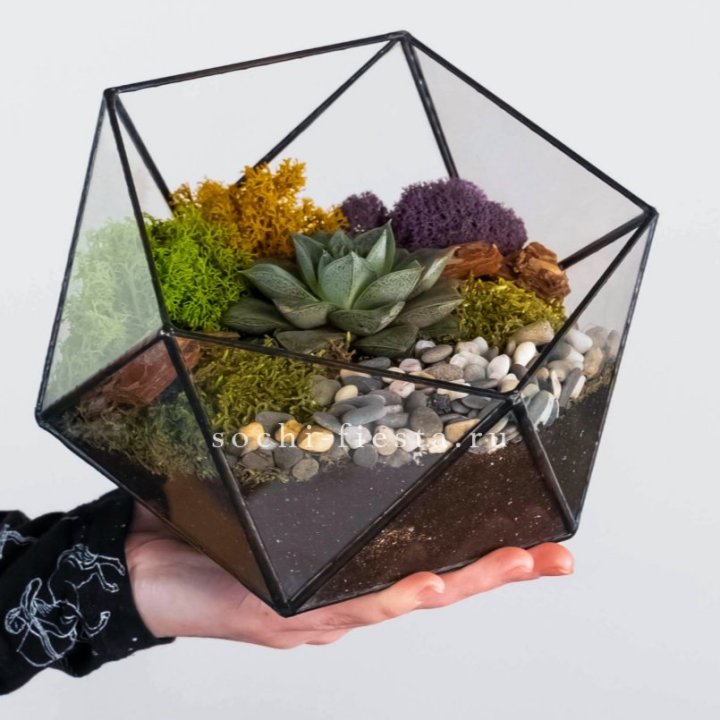 Флорариум “Икосаэдр” с суккулентом Каменная Роза в Уфе