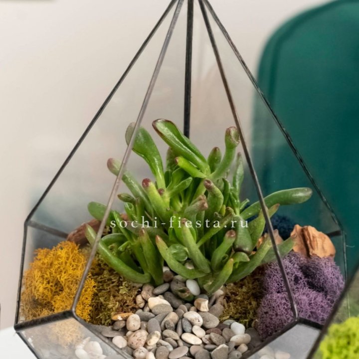 Флорариум “Капля” с суккулентом Крассула Хоббит в Уфе