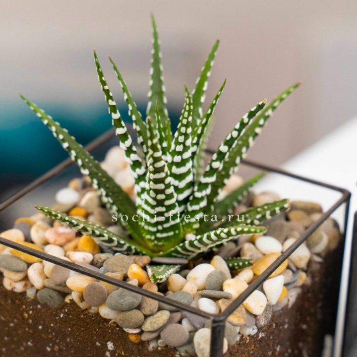 Флорариум Кубик с суккулентом Хавортия в Уфе