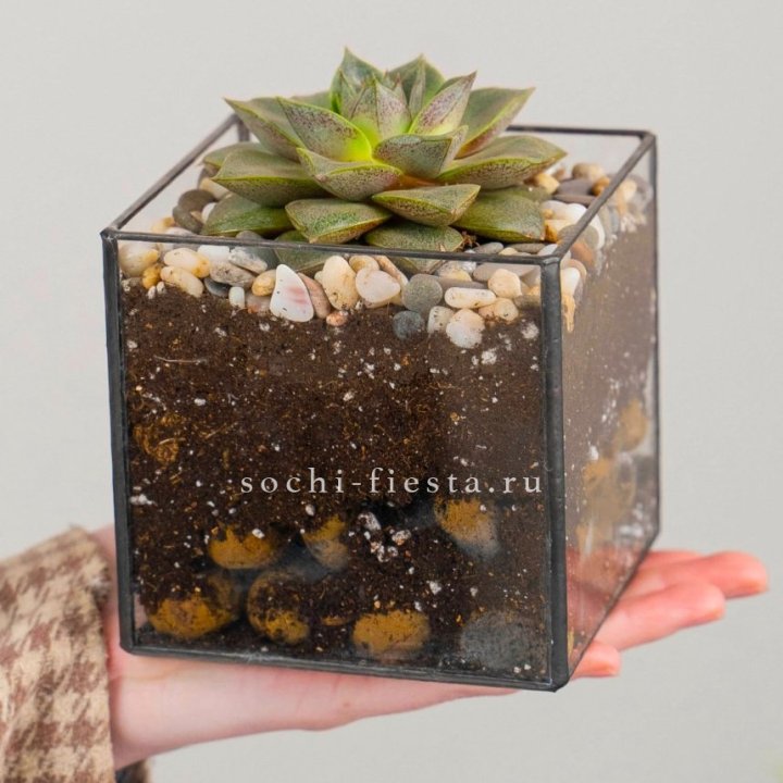 Флорариум Кубик с суккулентом Каменная роза в Уфе