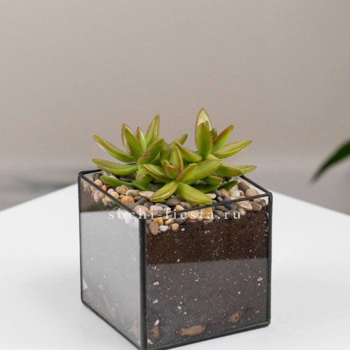 Флорариум Кубик с суккулентом Седум в Уфе