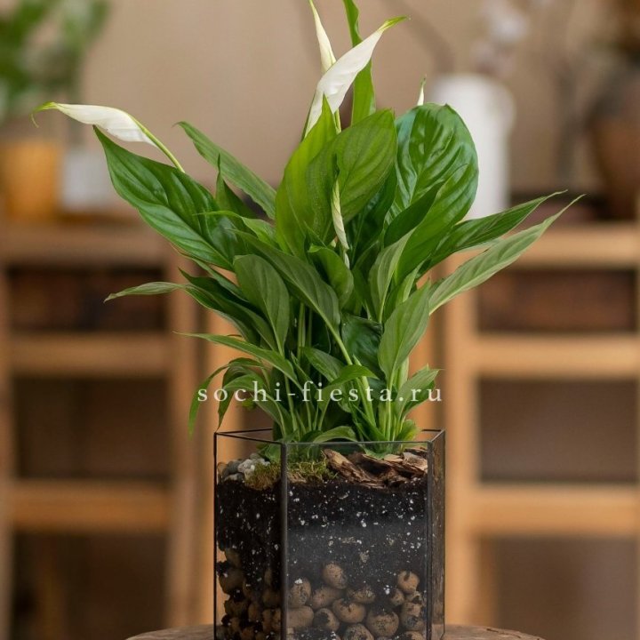 Спатифиллум в кашпо Пятиугольник в Уфе