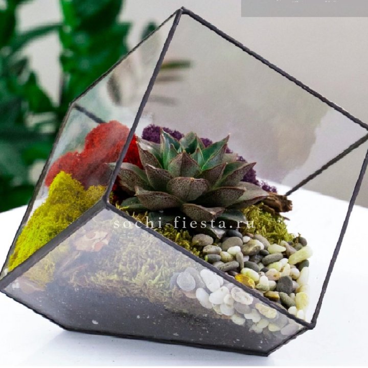 Флорариум Куб усеченный с суккулентом Каменная роза в Уфе