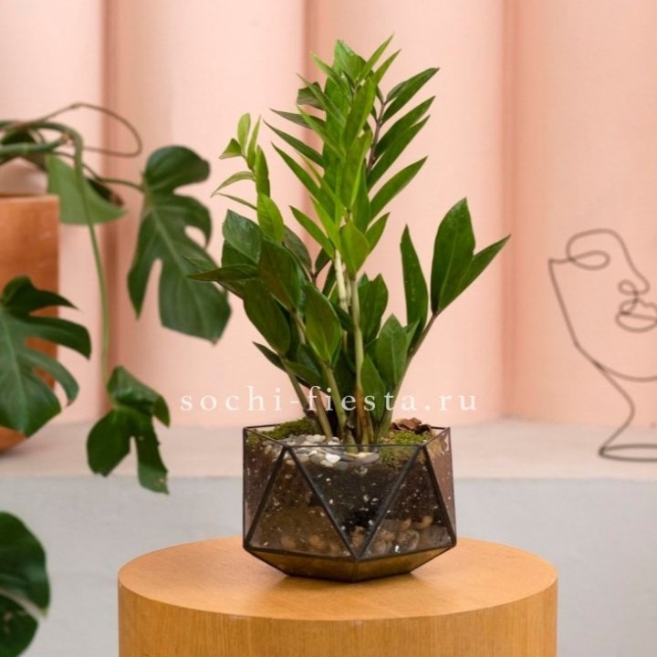 Замиокулькас в кашпо Икосаедр в Уфе