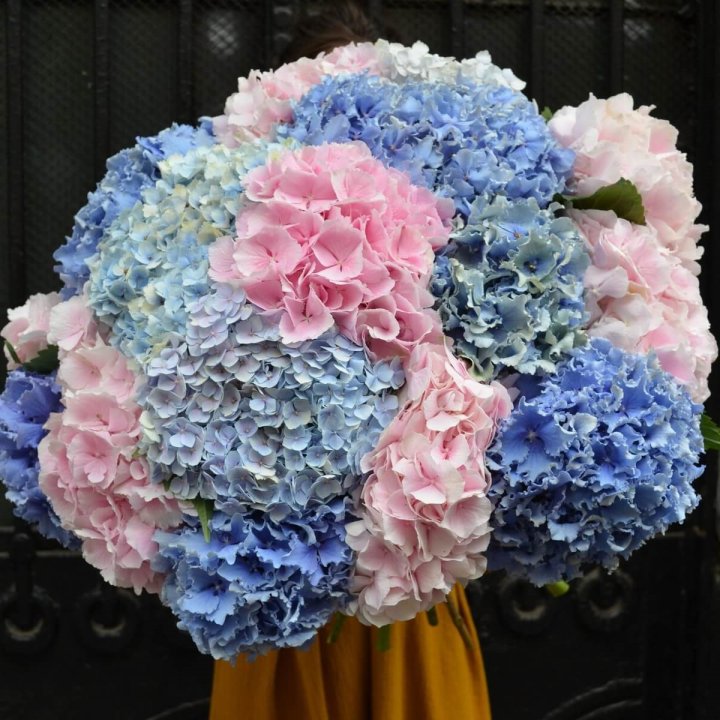 Букет гортензий "Фонтан" в Уфе