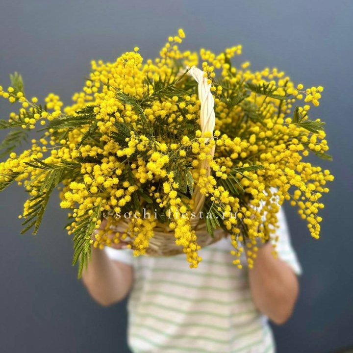 Весенняя корзина мимозы в Уфе