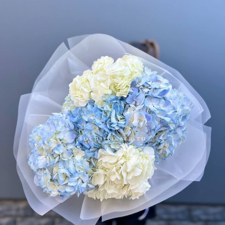 5 бело-голубых гортензий в Уфе