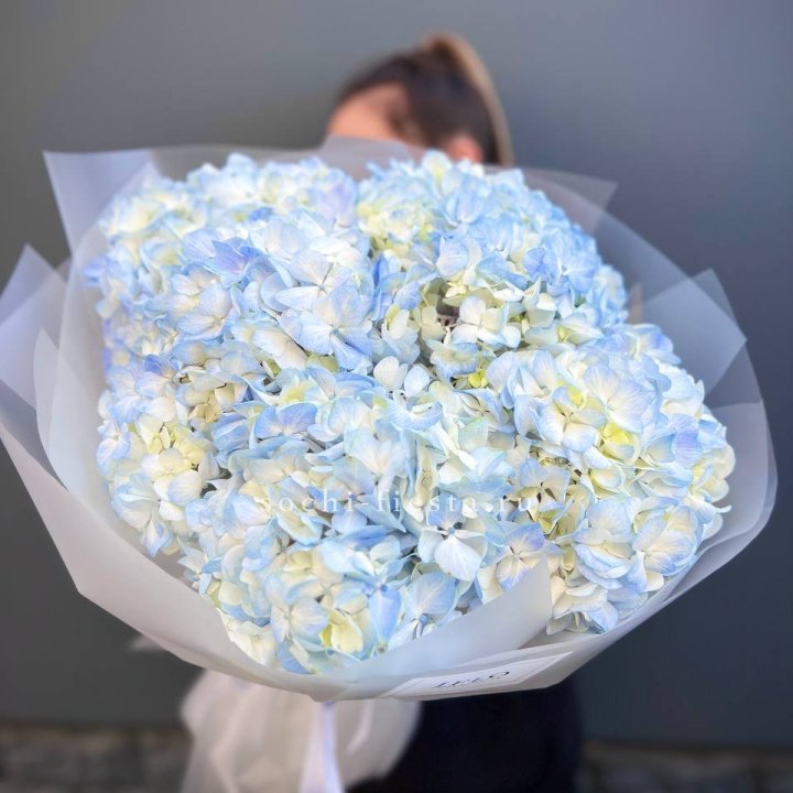 5 голубых гортензий в Уфе