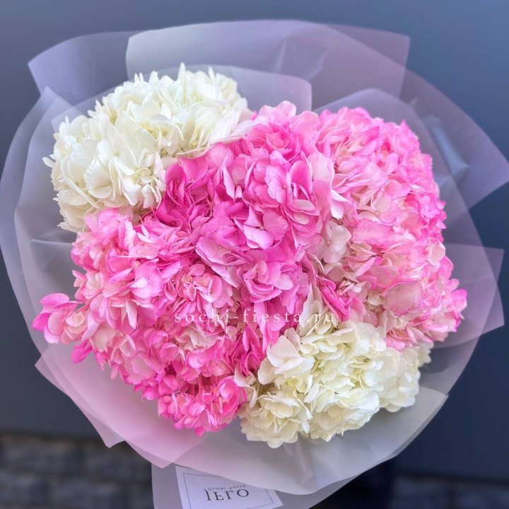 5 бело-розовых гортензий в Уфе