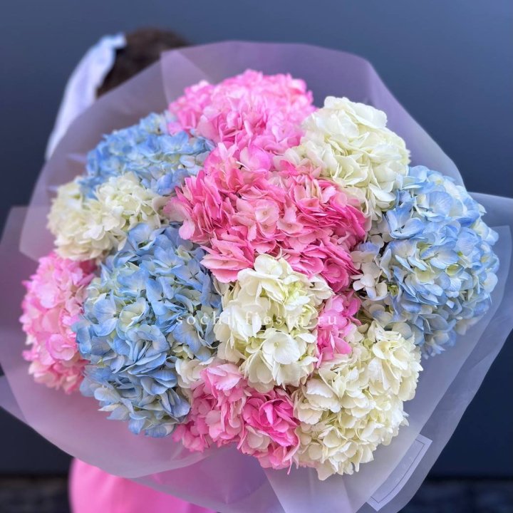 11 гортензий микс в Уфе