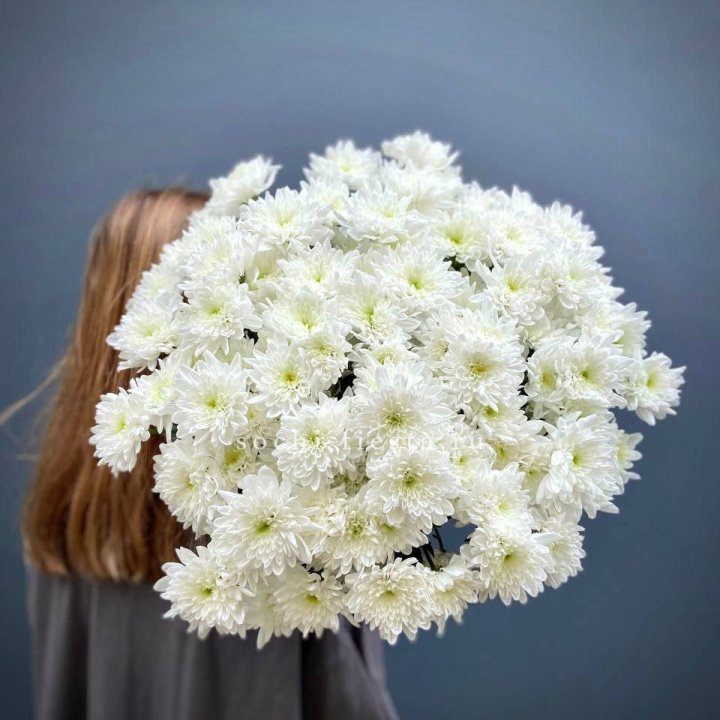 Охапка Хризантемы кустовой в Уфе