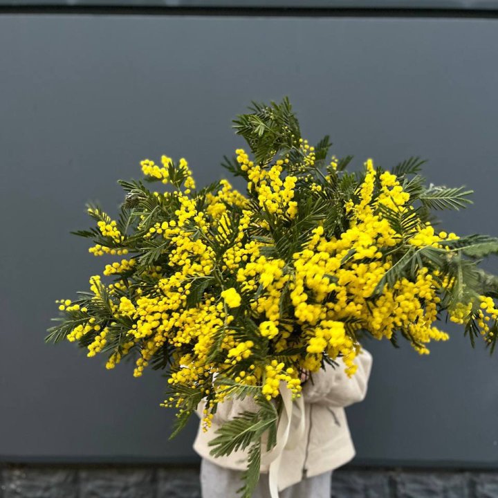 Охопка мимозы в Уфе