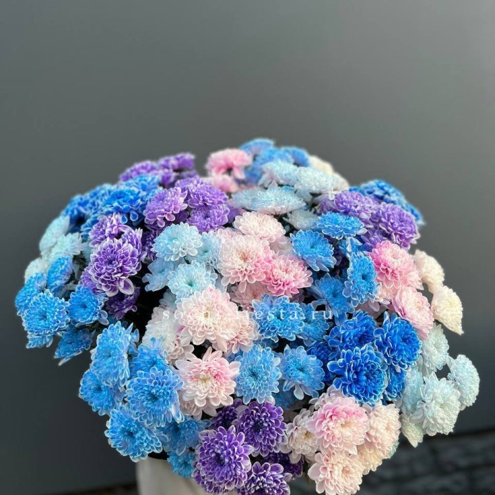 25 цветных хризантем в Уфе