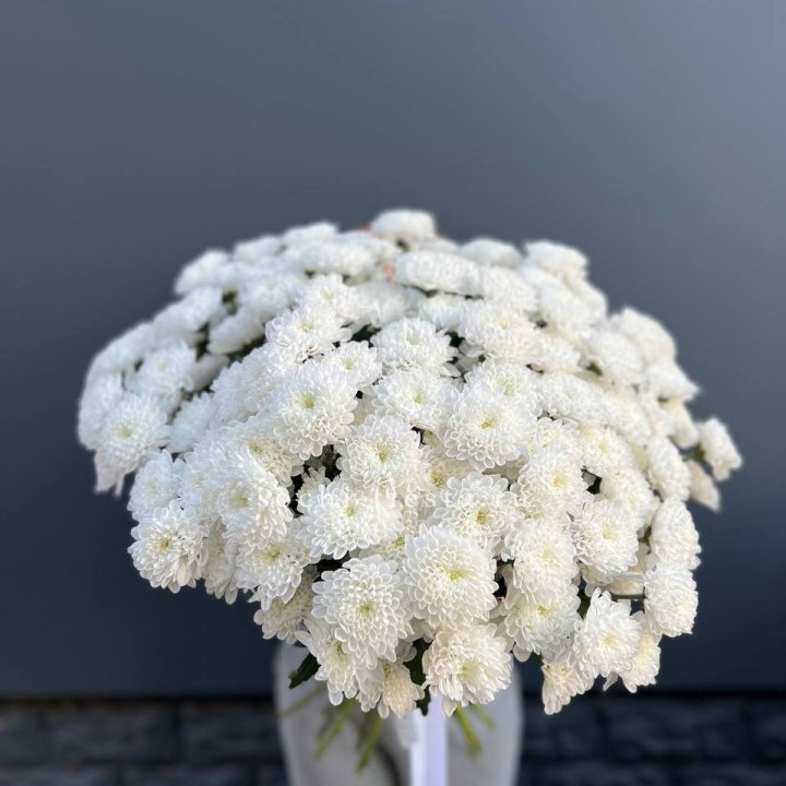  25 хризантем белых в Уфе