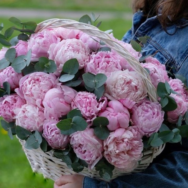 51 пион в корзине в Уфе