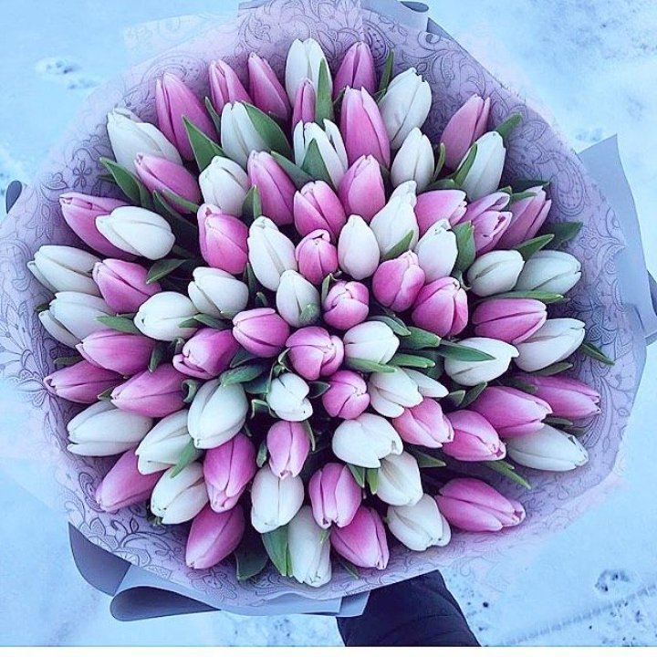 101 тюльпан "Лолипоп" в Уфе